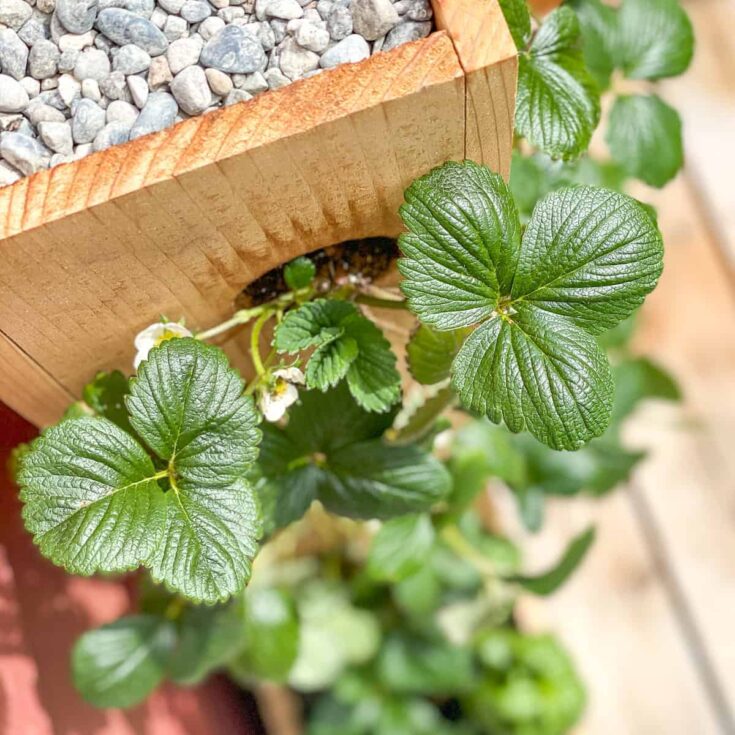 Image for DIY Strawberry Planter [with plans!]